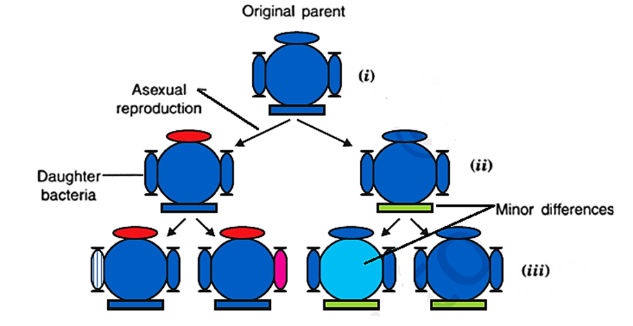 Notes-NCERT-Class-10-Science-Chapter-8-Heredity-CBSE - KitabCd Academy